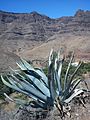 Magányos Agave americana