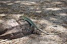 Aruban Whiptail seen on dried coconut shells. You can see it shedding some skin near its head.