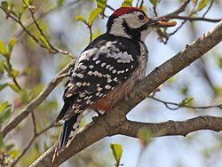 Baltmugurdzenis (Dendrocopos leucotos)