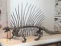 Squelette d'Edaphosaurus boanerges