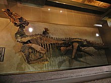 Photograph of the Senckenberg mummy on exhibit in Germany