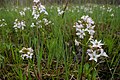 Menyanthes trifoliata.