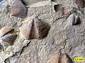 Mga bibalbo (Aviculopecten) at brachiopod (Syringothyris) Sa Pormasyong Logan(Mababang Carboniferous) sa a Wooster, Ohio.