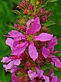 Detail květů kypreje vrbice (Lythrum salicaria)