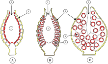 La oskulo (2) en ĉiu el la tri specoj de sponguloj (A: askanoido, B: sikoido, C: leŭkoido).