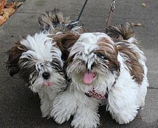 Two Shih Tzu puppies