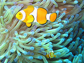 Almindelig klovnfisk (Amphiprion ocellaris).