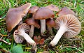 Cuphophyllus colemannianus sin. Hygrocybe colemanniana