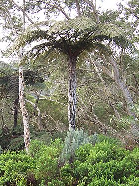 Cyathea glauca, en endemisk art fra Bélouveskoven på Réunion.