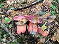 !!Rubroboletus rubrosanguineus!!