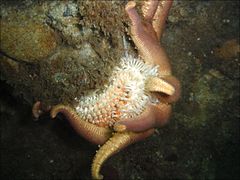 Solaster dawsoni dévorant une autre étoile de mer.