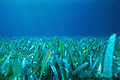 Pradera de Thalassia testudinum en costa, del estado Florida - Estados Unidos.