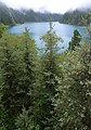 Junaj arboj de Picea asperata, en Jiuzhaigou (Siĉuano, Ĉinio).