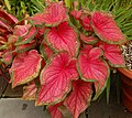 Plant canopy (Caladium bicolor 'Florida Sweetheart')