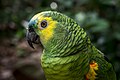 En Parque das Aves, Foz de Iguazú