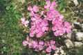 Dianthus alpinus