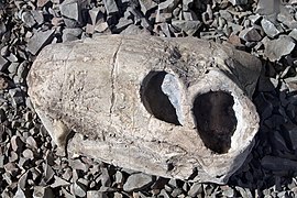 Fossiler Schädel eines Gorgonopsiers ausgestellt im Karoo-Nationalpark nahe Beaufort West, ein relativ typisches Fossil in den Gesteinen der Karoo.