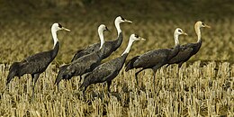 Juodoji gervė (Grus monacha)