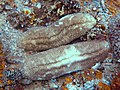 Herpolitha limax in Micronesia can appear bleached and also resemble a sea cucumber.