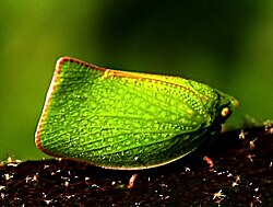 Siphanta acuta.