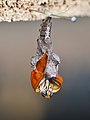 Specimen of an eclosing Dryas iulia butterfly