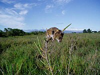 The salt marsh harvest mouse