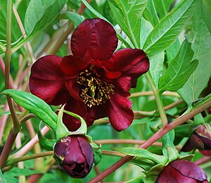 Paeonia delavayi