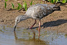 Plumbeous Ibis (Theristicus caerulescens) (31644212972).jpg