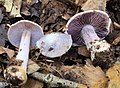 !Cortinarius argentatus!