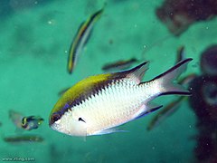 Chromis nitida