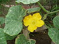 Cucurbita moschata