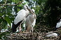 Asian openbill stork