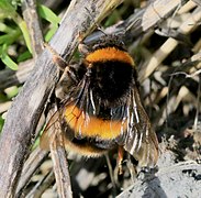 Bombus terrestris