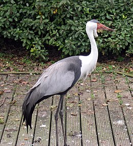 Kutuotoji gervė (Bugeranus carunculatus)