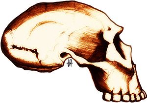 Homo georgicus, Cranium D2282