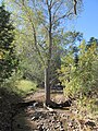 A cottonwood tree in Harshaw Creek