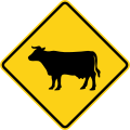 W11-4 Cattle