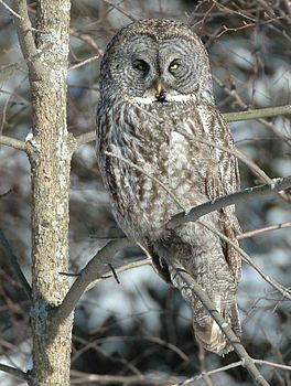 Grutte grize ûle (Strix nebulosa)