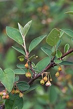 Bloemen van de wilde dwergmispel