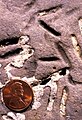 Petroxestes borings in an Ordovician hardground, southern Ohio[92]