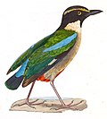 Pitta elegans