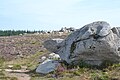 Tourbière de la Mazure (27 août 2017)