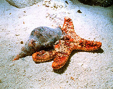 Un triton atlantique (Charonia variegata) dévorant une Oreaster.