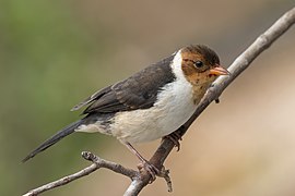 Yellow-billed cardinal (juvenile)