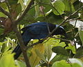 Azure-hooded jay