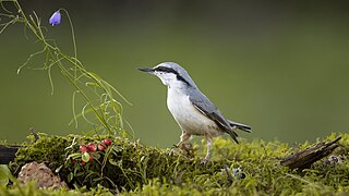 S. e. europaea porūšis pietinės Švedijos Smolando provincijoje