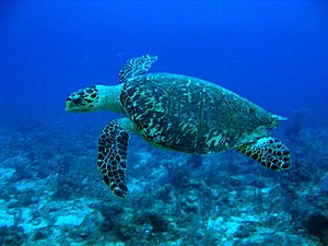 Eretmochelys imbricata en Útila.