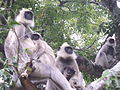 Family of Grey Langurs