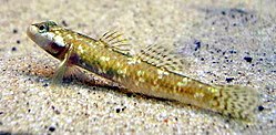 Самиця Rhinogobius duospilus