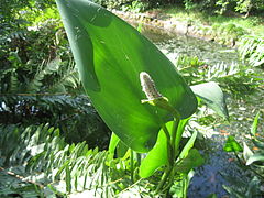 View of a fern